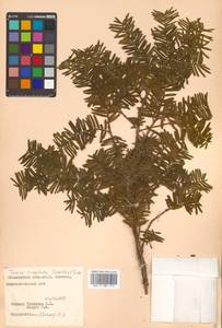 Taxus cuspidata Siebold & Zucc., Siberia, Russian Far East (S6) (Russia)