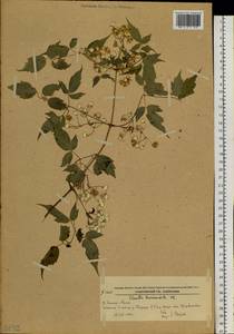 Clematis brevicaudata DC., Siberia, Russian Far East (S6) (Russia)