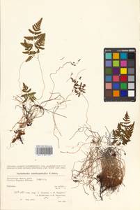 Gymnocarpium robertianum (Hoffm.) Newman, Siberia, Chukotka & Kamchatka (S7) (Russia)