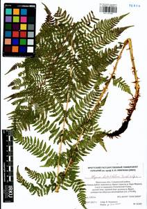 Pseudathyrium alpestre subsp. alpestre, Siberia, Baikal & Transbaikal region (S4) (Russia)