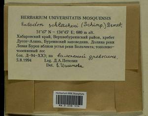 Entodon schleicheri (Schimp.) Demet., Bryophytes, Bryophytes - Russian Far East (excl. Chukotka & Kamchatka) (B20) (Russia)