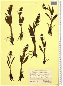 Dactylorhiza viridis (L.) R.M.Bateman, Pridgeon & M.W.Chase, Caucasus, Stavropol Krai, Karachay-Cherkessia & Kabardino-Balkaria (K1b) (Russia)