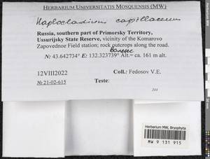 Haplocladium microphyllum (Sw. ex Hedw.) Broth., Bryophytes, Bryophytes - Russian Far East (excl. Chukotka & Kamchatka) (B20) (Russia)