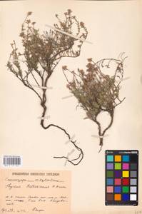 MHA 0 157 343, Thymus pallasianus Heinr.Braun, Eastern Europe, Lower Volga region (E9) (Russia)
