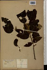Diospyros lotus L., Caucasus, Georgia (K4) (Georgia)