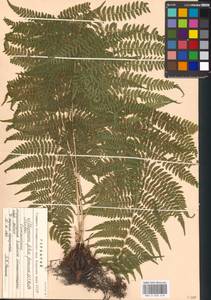 Athyrium filix-femina, Eastern Europe, Moscow region (E4a) (Russia)
