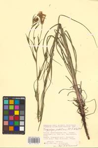 Tragopogon podolicus Besser ex DC., Eastern Europe, Lower Volga region (E9) (Russia)