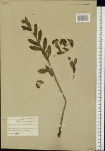 Hylotelephium telephium subsp. telephium, Eastern Europe, Belarus (E3a) (Belarus)