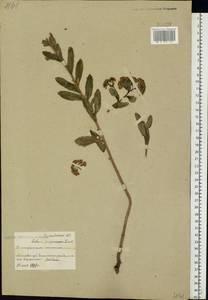 Hylotelephium telephium (L.) H. Ohba, Eastern Europe, Belarus (E3a) (Belarus)