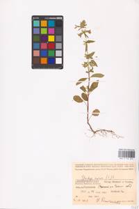 MHA 0 154 843, Stachys annua (L.) L., Eastern Europe, Central region (E4) (Russia)