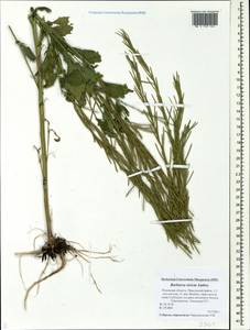 Barbarea stricta Andrz., Eastern Europe, North-Western region (E2) (Russia)