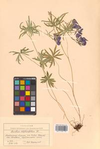 Aconitum delphinifolium DC., Siberia, Chukotka & Kamchatka (S7) (Russia)