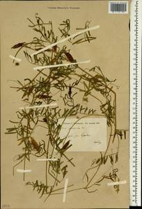 Vicia peregrina L., South Asia, South Asia (Asia outside ex-Soviet states and Mongolia) (ASIA) (Iran)