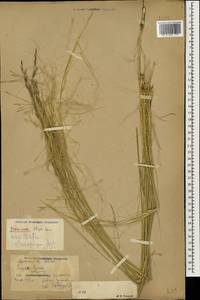 Stipa capillata L., Caucasus, Armenia (K5) (Armenia)