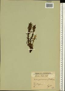 Pedicularis oederi Vahl, Eastern Europe, Northern region (E1) (Russia)