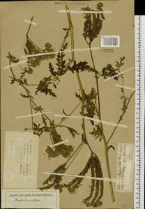 Phacelia tanacetifolia Benth., Siberia, Western Siberia (S1) (Russia)