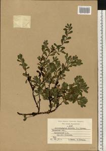 Arctostaphylos uva-ursi (L.) Spreng., Eastern Europe, Central region (E4) (Russia)