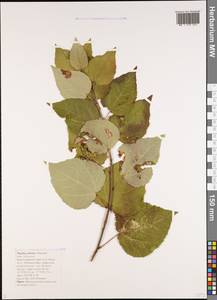 Populus deltoides, Caucasus, Black Sea Shore (from Novorossiysk to Adler) (K3) (Russia)