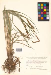 Carex heterolepis Bunge, Siberia, Russian Far East (S6) (Russia)