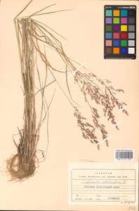 Agrostis stolonifera L., Eastern Europe, South Ukrainian region (E12) (Ukraine)
