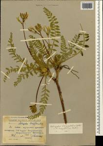Astragalus longipetalus Chater, Caucasus, Stavropol Krai, Karachay-Cherkessia & Kabardino-Balkaria (K1b) (Russia)