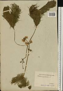 Hottonia palustris L., Eastern Europe, Estonia (E2c) (Estonia)