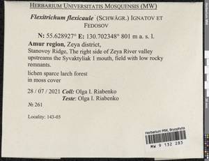 Flexitrichum flexicaule (Schwägr.) Ignatov & Fedosov, Bryophytes, Bryophytes - Russian Far East (excl. Chukotka & Kamchatka) (B20) (Russia)