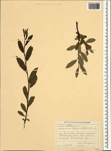 Salix kazbekensis A. Skvorts., Caucasus, Stavropol Krai, Karachay-Cherkessia & Kabardino-Balkaria (K1b) (Russia)
