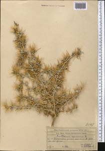 Xanthium spinosum L., Middle Asia, Western Tian Shan & Karatau (M3) (Kazakhstan)
