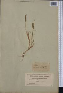 Phleum paniculatum Huds., Western Europe (EUR) (Not classified)