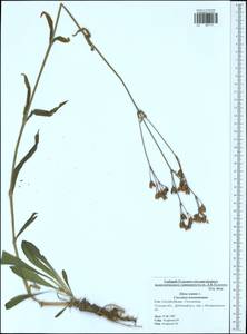 Silene nutans, Eastern Europe, Central region (E4) (Russia)