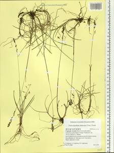 Paracolpodium altaicum (Trin.) Tzvelev, Siberia, Altai & Sayany Mountains (S2) (Russia)