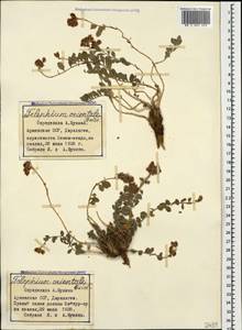 Telephium imperati subsp. orientale (Boiss.) Nym., Caucasus, Armenia (K5) (Armenia)