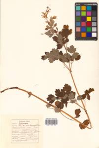 Thalictrum minus subsp. elatum (Jacq.) Stoj. & Stef., Siberia, Russian Far East (S6) (Russia)