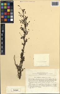 Scrophularia vvedenskyi Bondarenko & Filat., Middle Asia, Syr-Darian deserts & Kyzylkum (M7) (Kazakhstan)