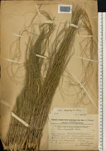 Stipa dasyphylla (Lindem.) Czern. ex Trautv., Eastern Europe, Eastern region (E10) (Russia)