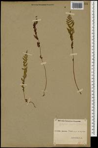 Cystopteris fragilis (L.) Bernh., Caucasus, Stavropol Krai, Karachay-Cherkessia & Kabardino-Balkaria (K1b) (Russia)