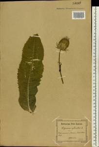 Dipsacus fullonum L., Eastern Europe, North Ukrainian region (E11) (Ukraine)