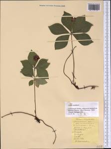 Cornus canadensis L., America (AMER) (United States)