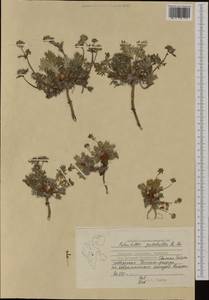 Potentilla pulchella R. Br., Western Europe (EUR) (Svalbard and Jan Mayen)