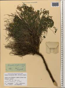 Astragalus sanguinolentus Bieb., Caucasus, North Ossetia, Ingushetia & Chechnya (K1c) (Russia)