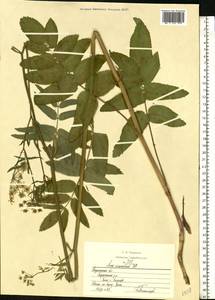 Sium sisarum L., Eastern Europe, Central forest-and-steppe region (E6) (Russia)