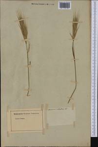 Bromus ciliatus L., America (AMER) (Not classified)