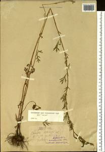 Artemisia mandschurica (Kom.) Kom., Siberia, Russian Far East (S6) (Russia)