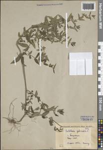 Scutellaria galericulata L., Middle Asia, Syr-Darian deserts & Kyzylkum (M7) (Uzbekistan)