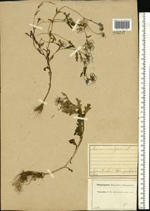 Senecio vulgaris L., Eastern Europe, Central forest region (E5) (Russia)