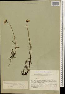 Tripleurospermum caucasicum (Willd.) Hayek, Caucasus, Abkhazia (K4a) (Abkhazia)