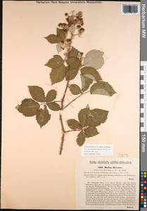 Rubus procerus P. J. Müll. ex Genev., Western Europe (EUR) (Austria)