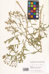 Crambe tataria Sebeók, Eastern Europe, South Ukrainian region (E12) (Ukraine)