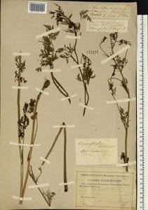 Chaerophyllum prescottii DC., Eastern Europe, Central forest-and-steppe region (E6) (Russia)